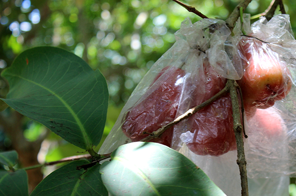 Pomme d'amour sur son arbre, protégé par un plastique pour conserver l'humidité
