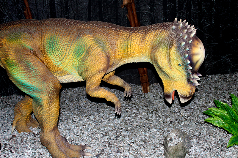 Pachycéphalosaure